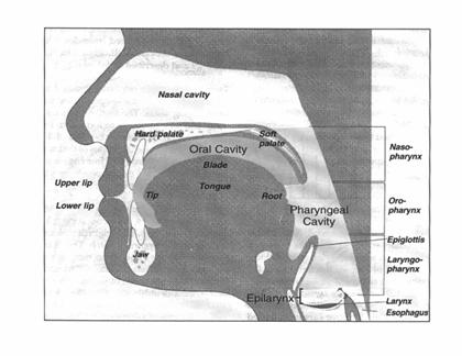 Figure 4. Sagittal view of the vocal system with the resonance spaces shaded