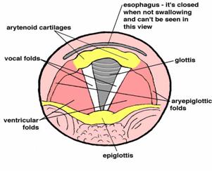 Figure 3. Vocal folds and surrounding parts in the larynx