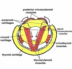 Figure 5. The intrinsic muscles of the larynx